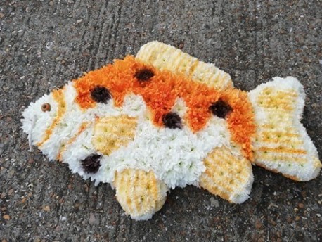 Koi Carp